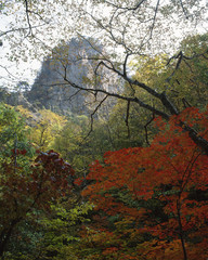 The image of beautiful nature