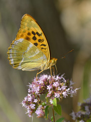 Silver-washed Fritillary butterfly on flower