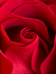 Close up of beautiful velvet red rose