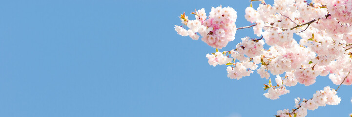 kirschblüte als banner