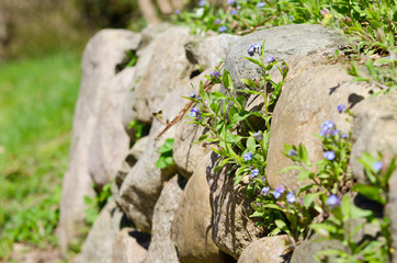 Obraz premium steingewächse