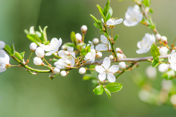 kirschblüte