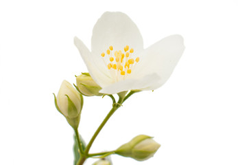 Obraz premium jasmine isolated