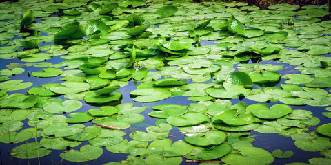 Lots of lotus leaves floating peacefully in the swamp