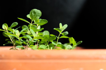 Plant on black background