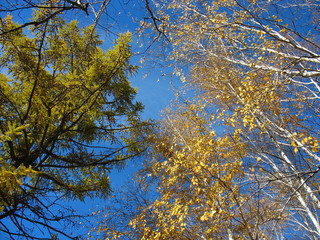 Yellow birch and green larch tops against blue sky background