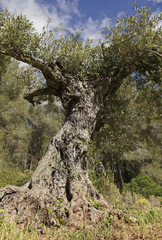 Olivenbaum