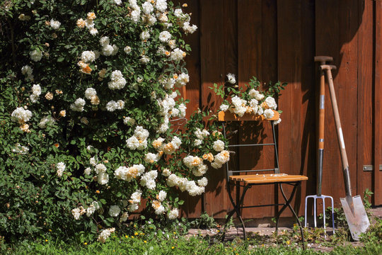 Gartenhütte mit Rosen, Stuhl und Werkzeug