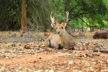 sika deer in the nature
