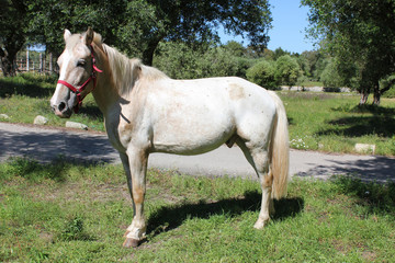 Horse