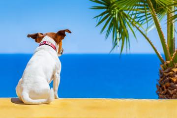 dog watching