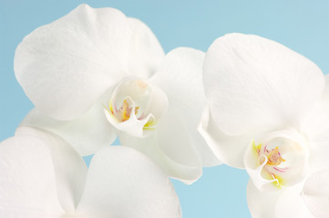 Obraz na płótnie Canvas Orchids close-up