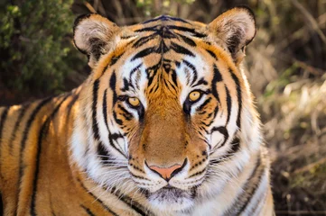 Crédence de cuisine en verre imprimé Tigre Portrait d& 39 un tigre