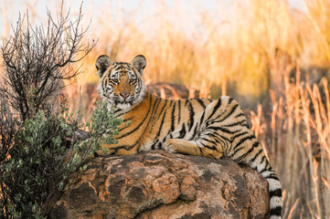 Portrait d& 39 un tigre