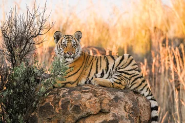 Papier Peint photo Lavable Tigre Portrait d& 39 un tigre