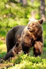 Obraz na płótnie Canvas Female brown bear with cubs