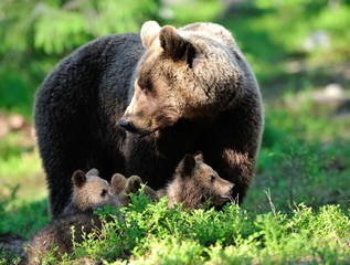 Brown Bear family