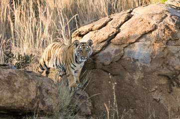 Portrait of a tiger