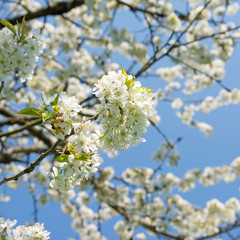 Kirschblüte