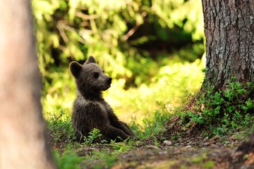 Brown bear cub resting in the forest