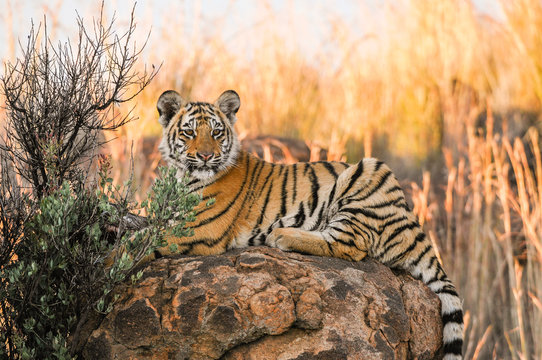 Portrait of a tiger