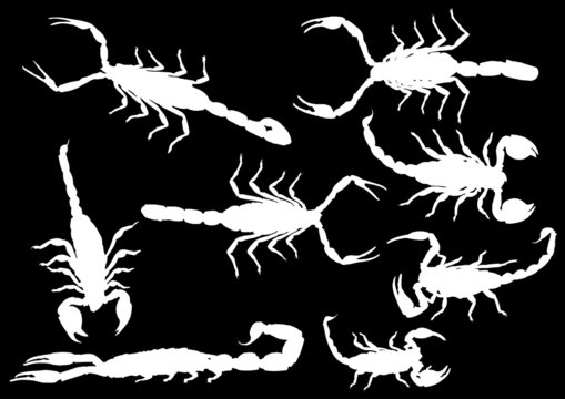 eight white isolated scorpions