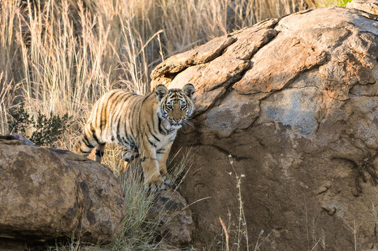 Portrait of a tiger