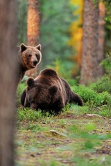 Brown bears in the forest