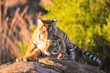 Pair of young tigers play-fighting,