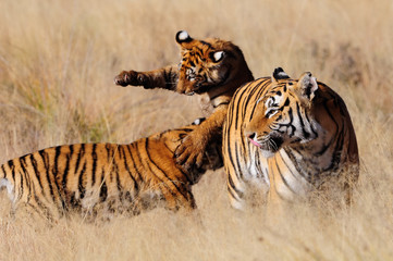 Fototapeta premium Pair of young tigers play-fighting