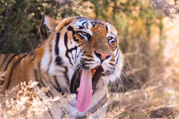 Portrait shot of a yawning Bengal tiger
