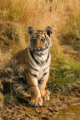 Obraz premium Portrait of a tiger