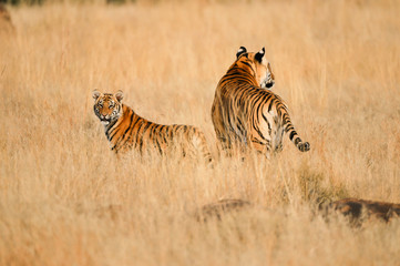 Bengal tiger with its cub on patrol