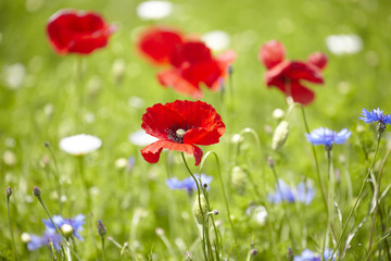 Red poppies blooming in the wild meadow