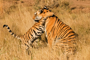 An affectionate moment between a Bengal Tiger and her cub