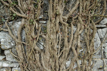 Racine de lierre (hedera helix)