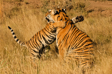 Fototapeta premium An affectionate moment between a Bengal Tiger and her cub