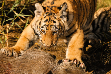 A young tiger having its well-deserved feast