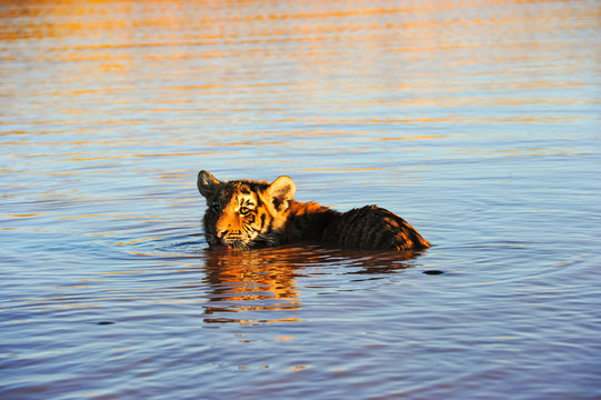 Young Bengal Tiger swimming in the water