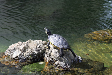 Obraz premium Turtle sunbathing on a stone
