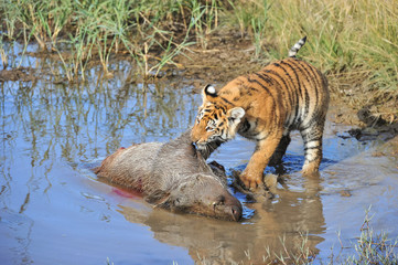 Fototapeta na wymiar Young tiger tackling its prey