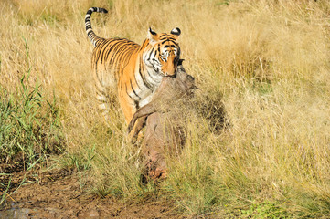 Naklejka premium Tiger dragging its prey away