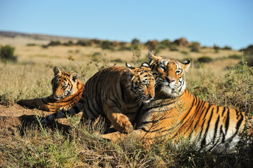 Naklejka premium A family of tigers