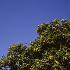 The image of beautiful nature