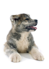 puppy akita inu