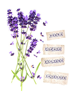 fresh lavender flowers with paper tags isolated on white
