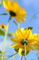 Beautiful flowers with yellow petals on a background of blue sky