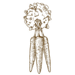 engraving illustration of carrot