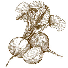 engraving illustration of beet - 65232891