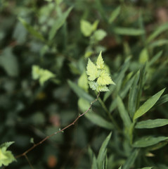 The image of beautiful nature